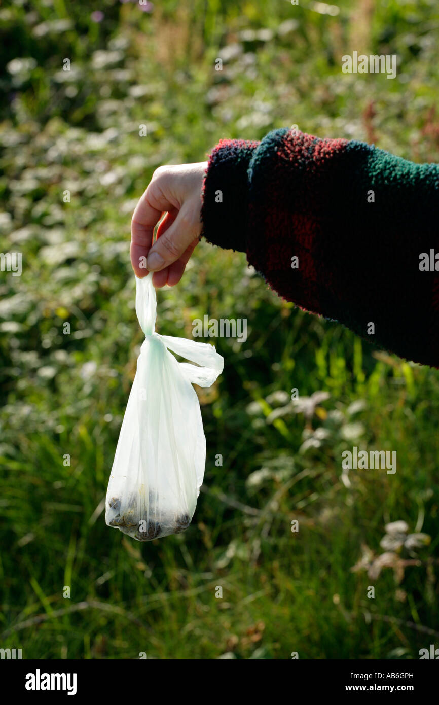 Hand holding dog excrement collected in hygenic bag Stock Photo