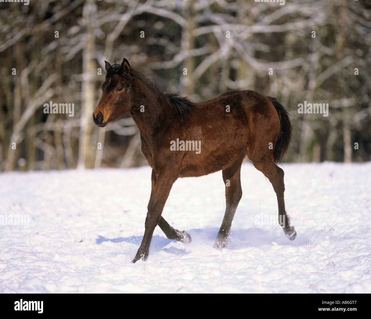 Holsteiner - trotting in snow Stock Photo