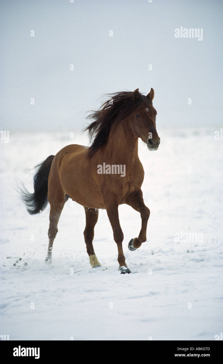 Paso Fino horse in snow Stock Photo