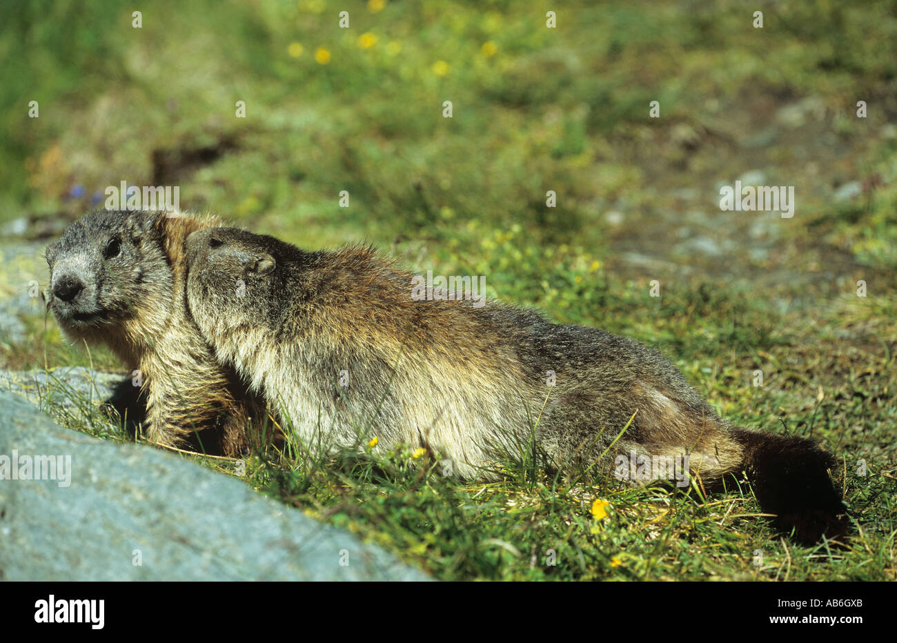two alpine marmots skin care Marmota marmota Stock Photo