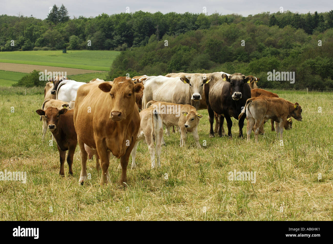 herd of cows on meadow Stock Photo - Alamy