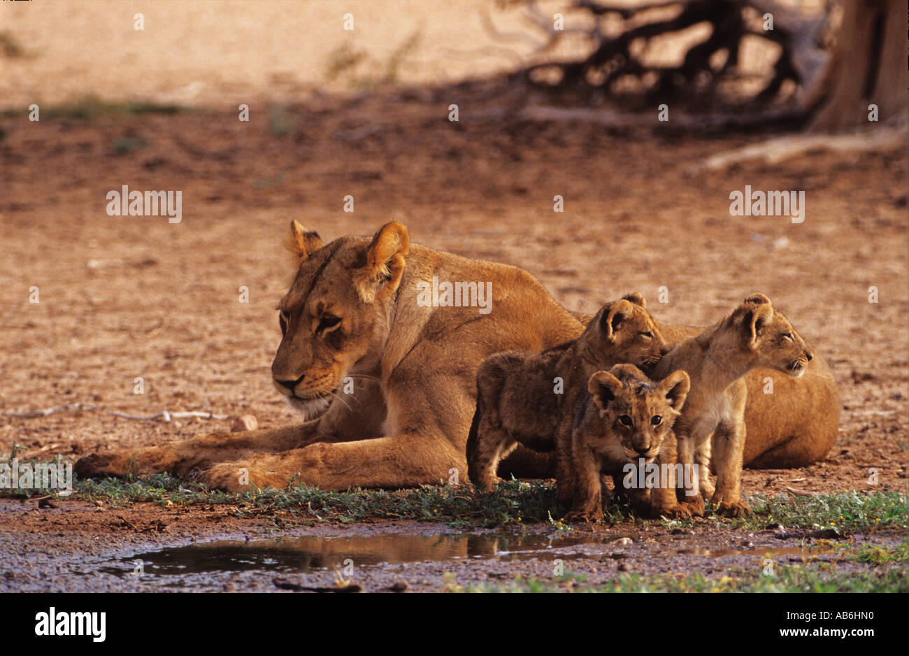 lioness with three cubs Panthera leo Stock Photo - Alamy