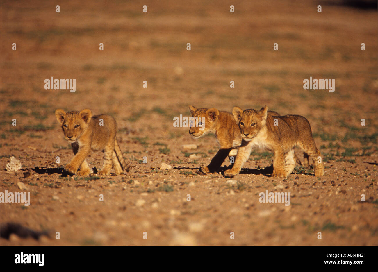 three young lions Panthera leo Stock Photo - Alamy