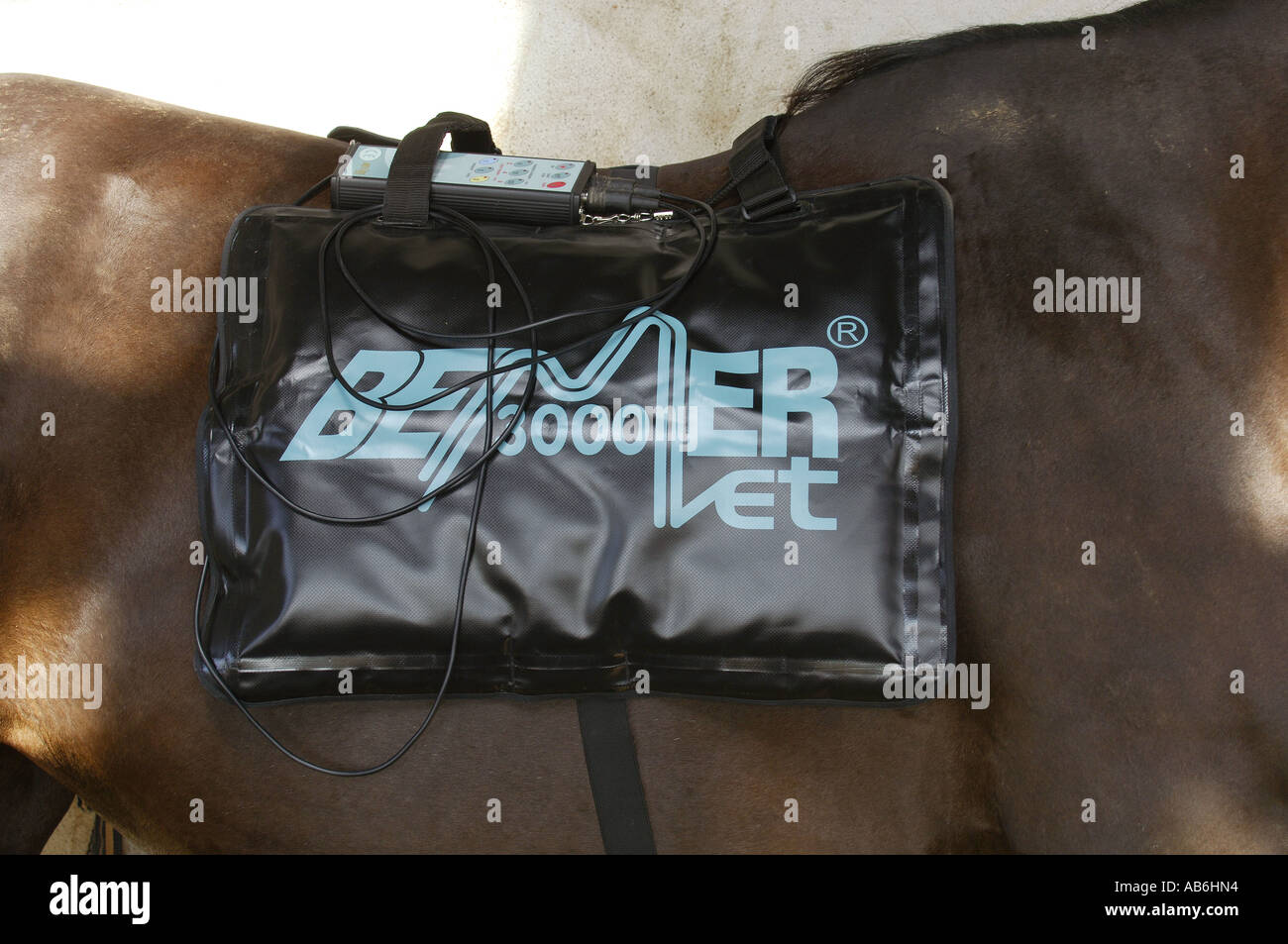 field therapy at horse Stock Photo Alamy