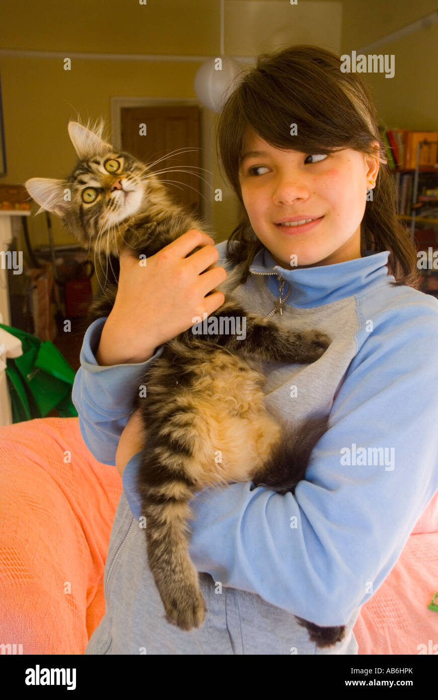 10 year old girl with her pet Siberian Forest Cat kitten Stock Photo
