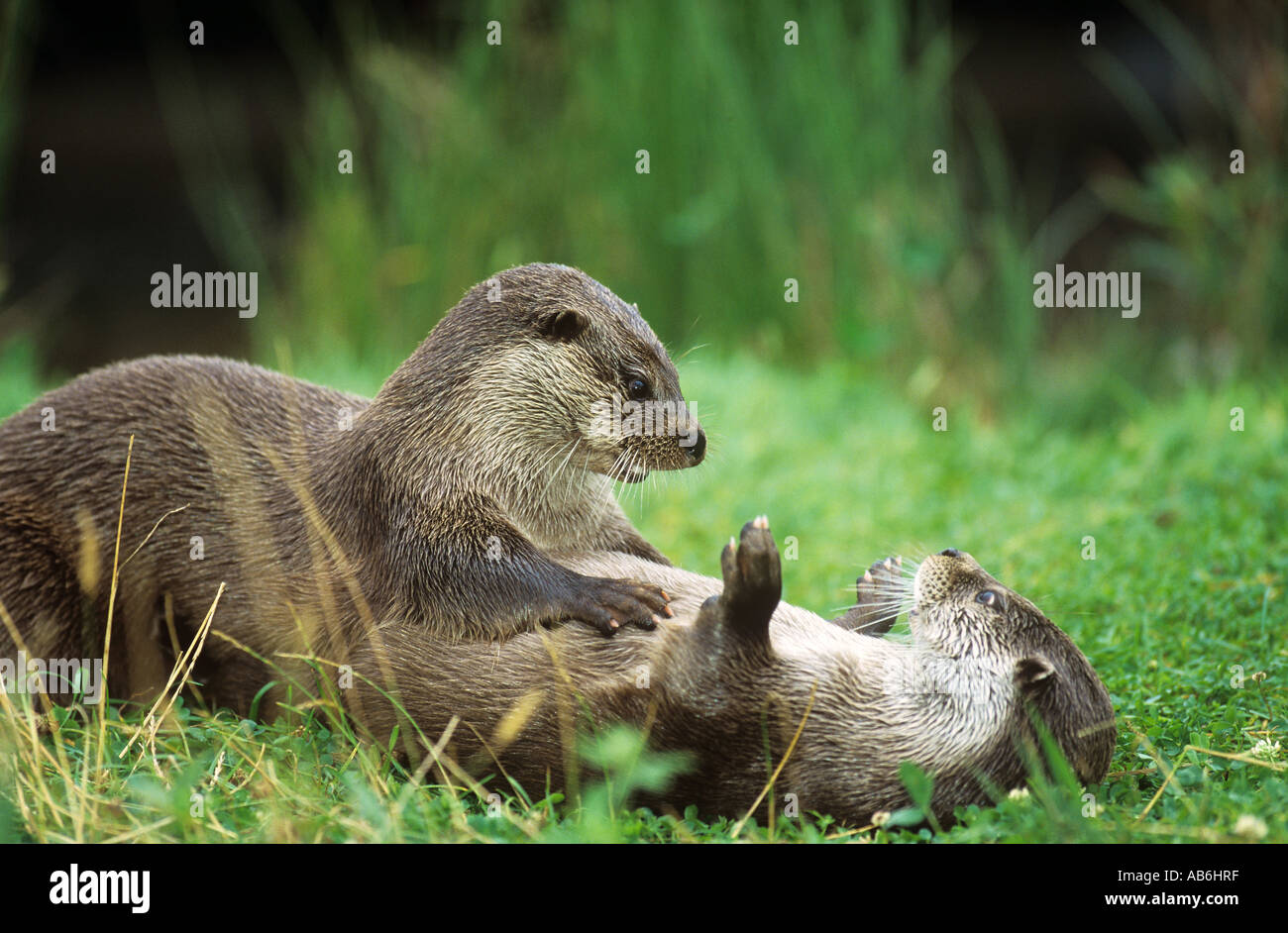 Otters Playing Otters Otters Otter Facts Animals