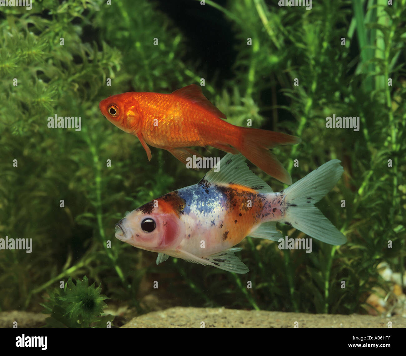 Goldfish and Shubunkin / Carassius auratus Stock Photo