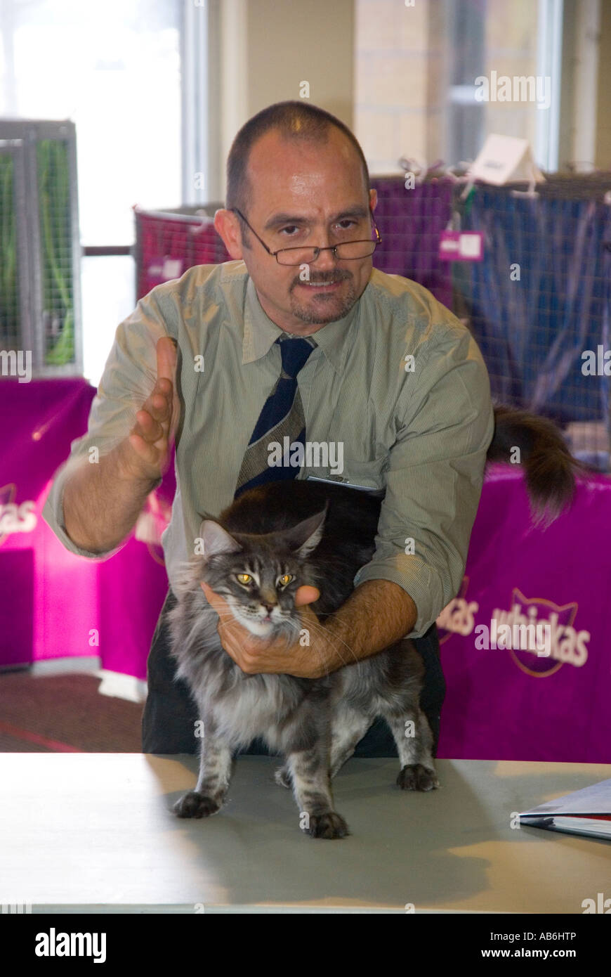 A cat show judge assessing a Maine Coon cat Stock Photo Alamy