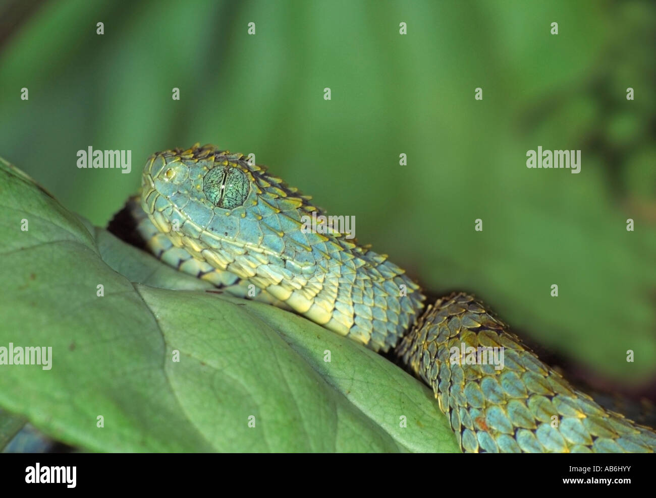 snake Variable Bush Viper Atheris squamigera Stock Photo - Alamy