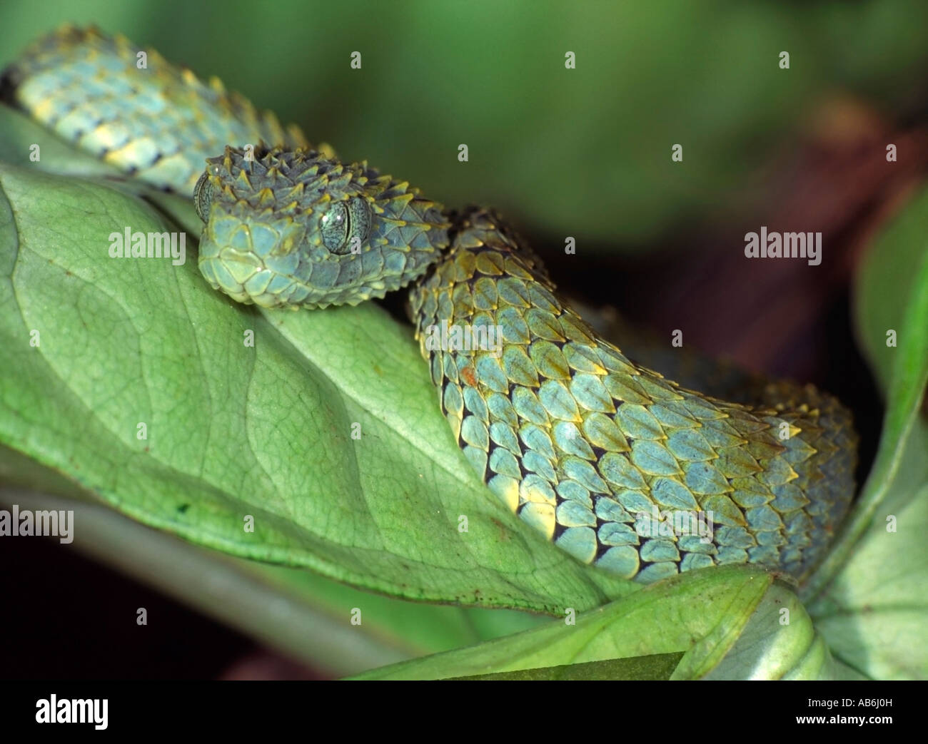 Leaf viper with its tongue out, Atheris squamigera, isolated on white Stock  Photo by Lifeonwhite