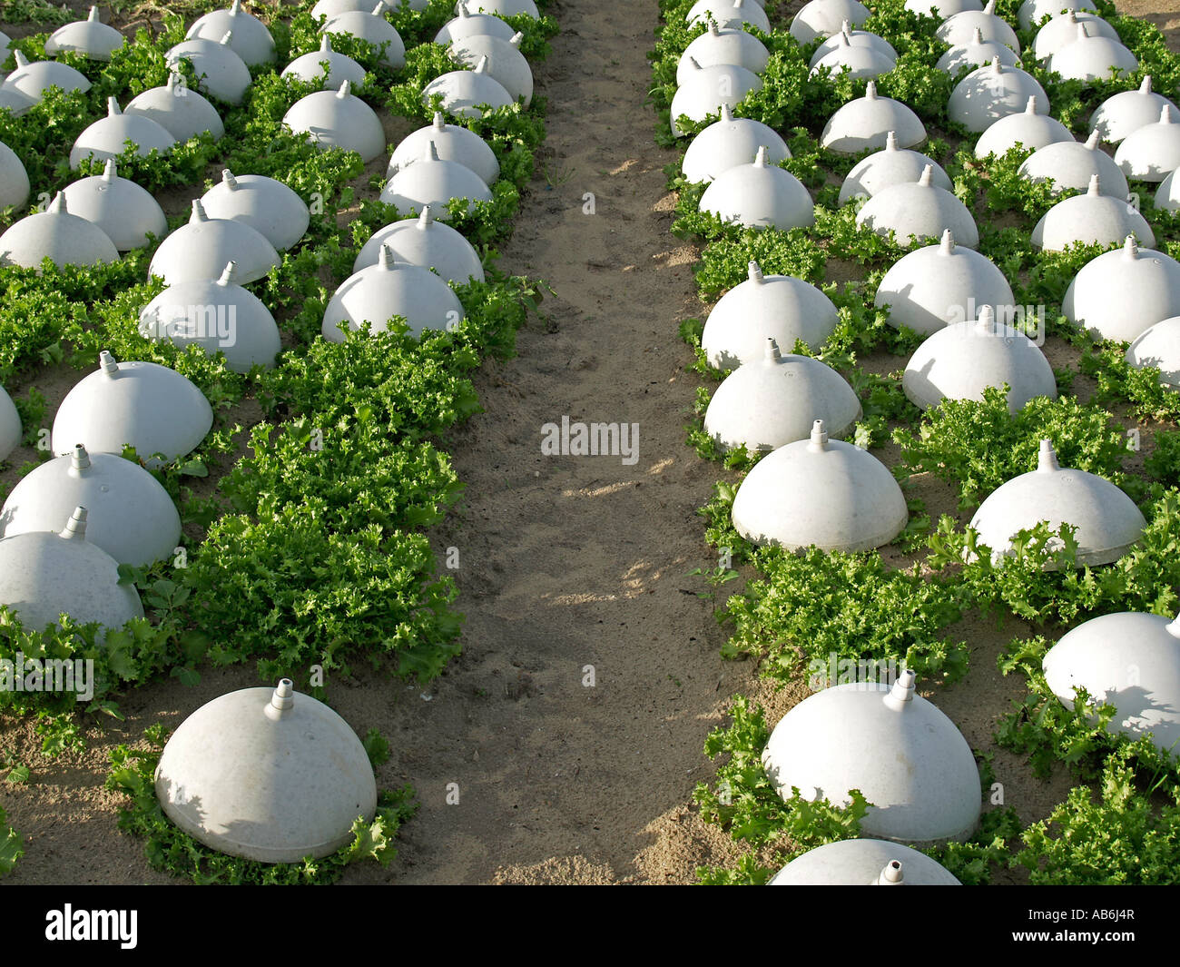 lettuce field cups over heads of lettuce growing of vegetable