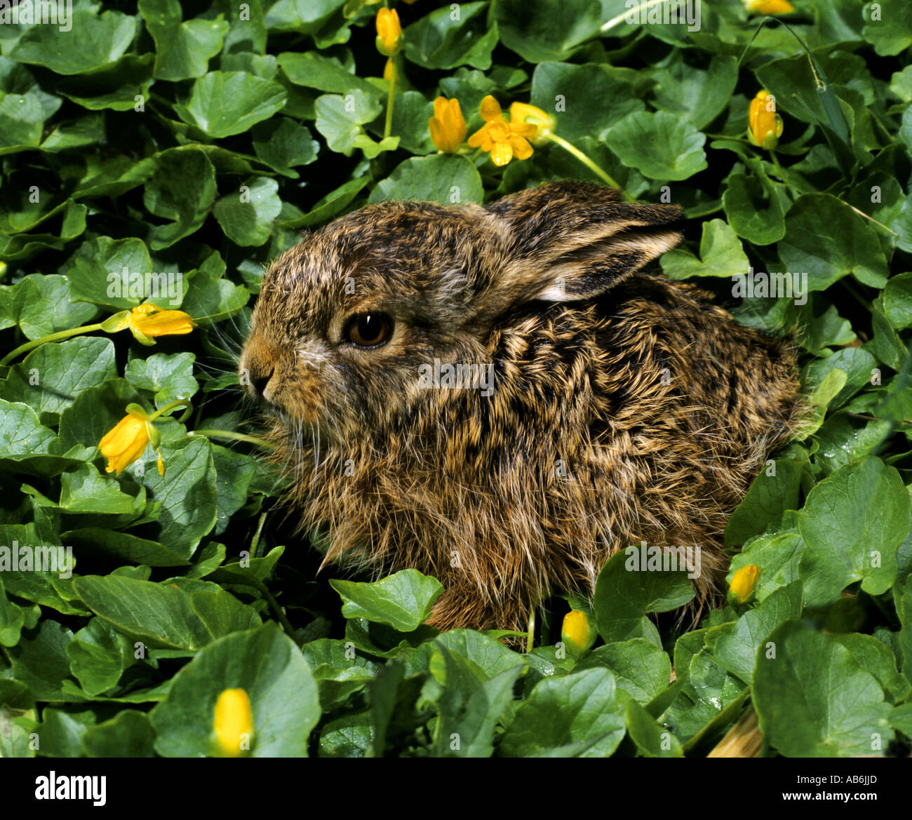 young european hare sitting lateral Lepus europaeus Stock Photo