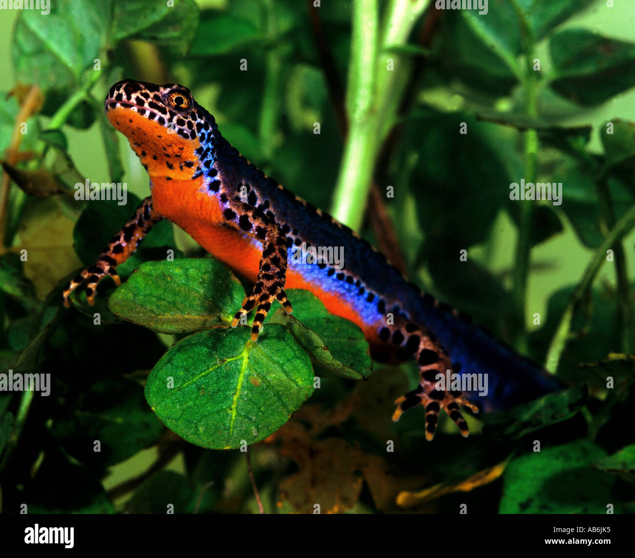 Alpine newt underwater Triturus alpestris Stock Photo