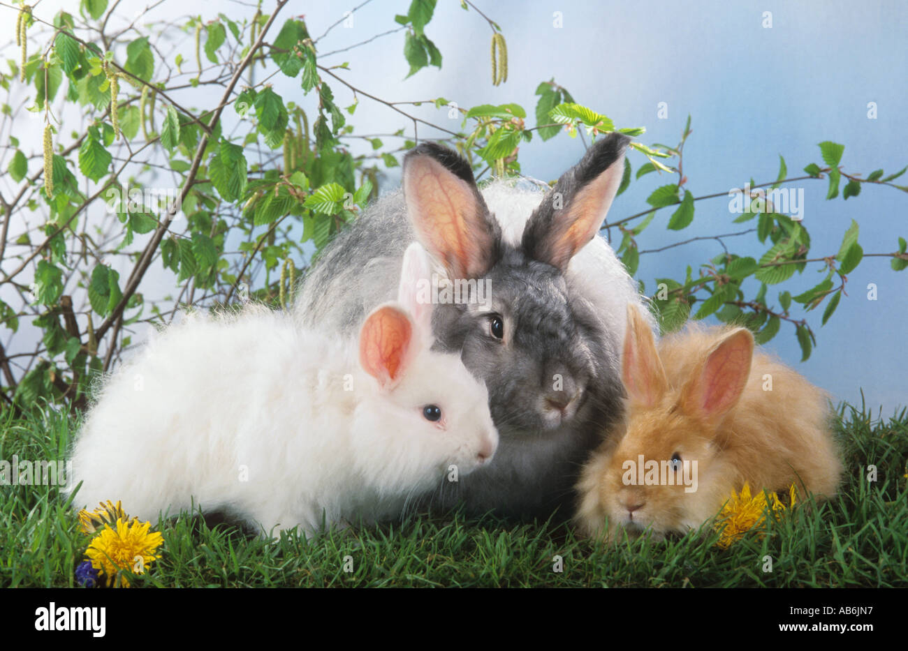angora rabbit with two cubs Stock Photo