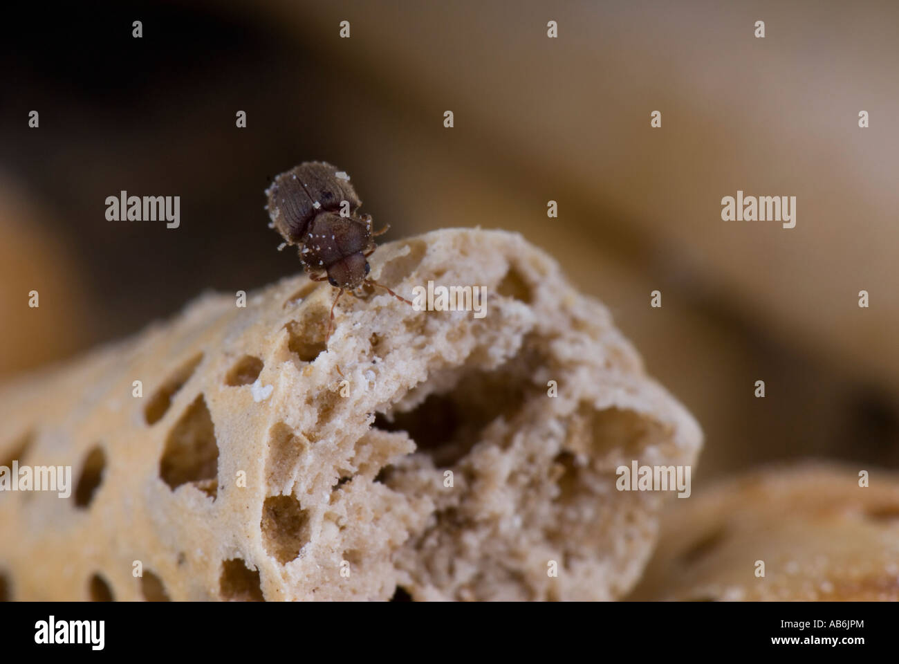 Biscuit beetle on biscuit Stock Photo