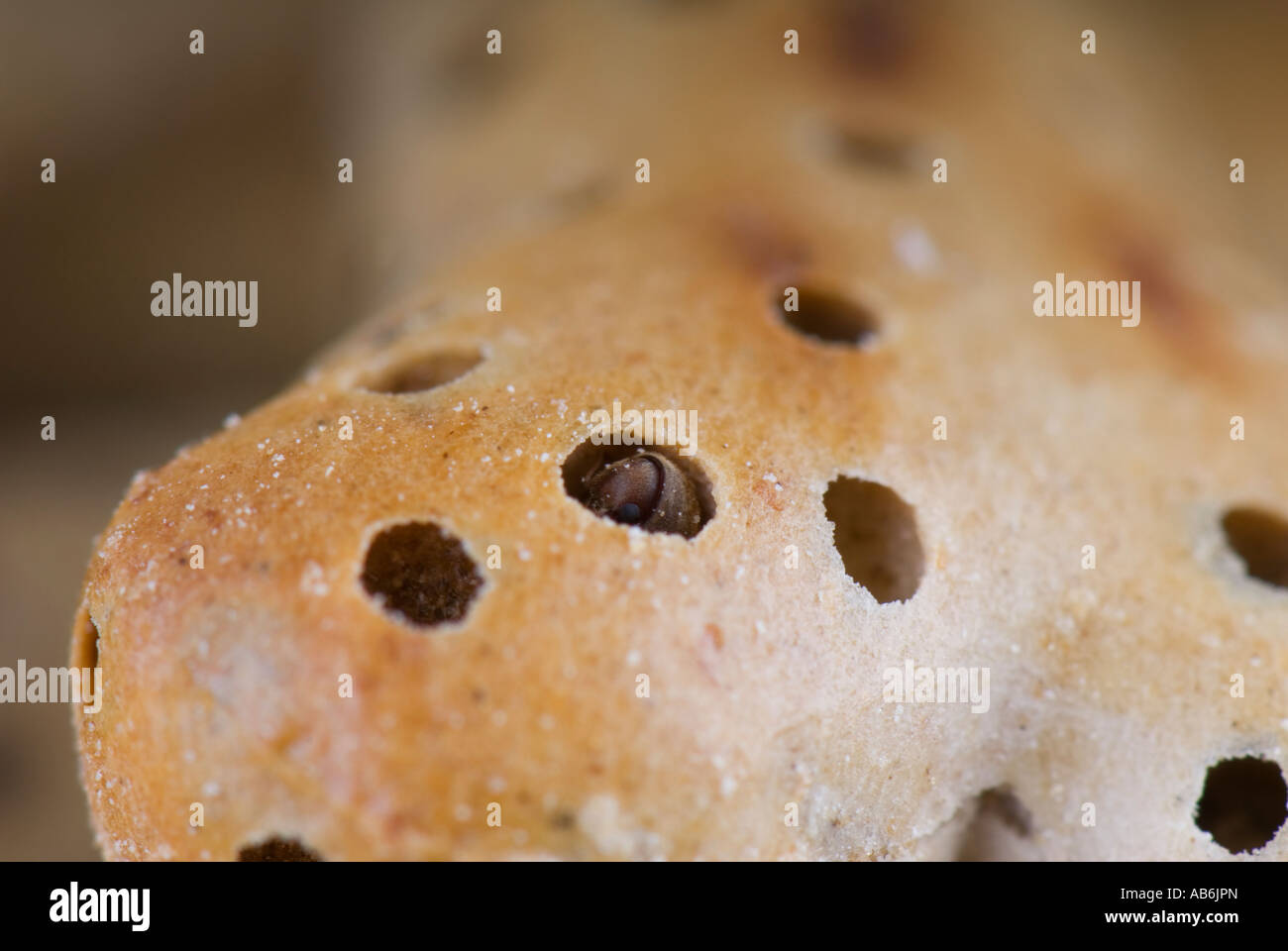 Biscuit beetle in biscuit Stock Photo