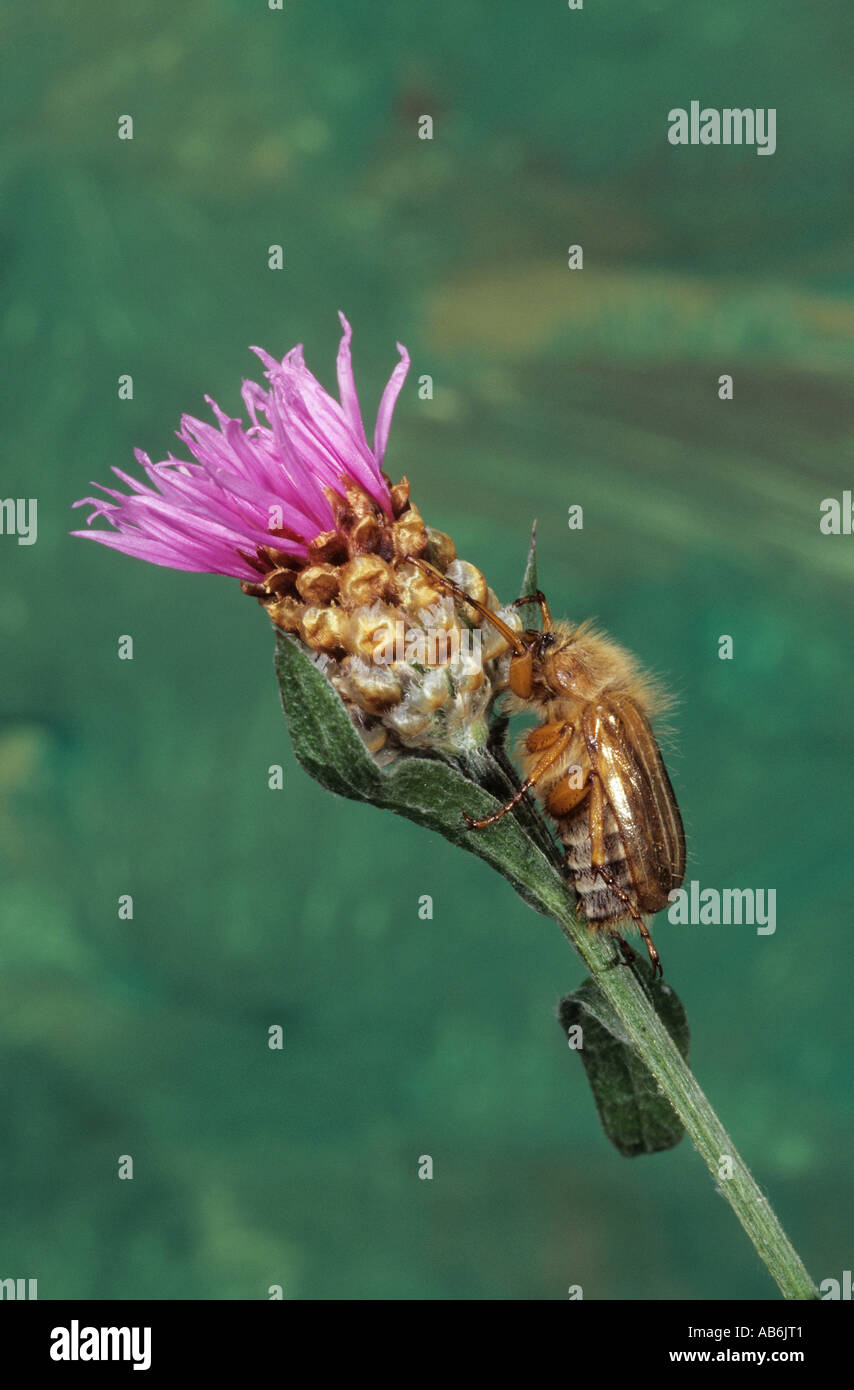 Summer Chafer, European June Beetle (Amphimallon solstitiale) on flower Stock Photo
