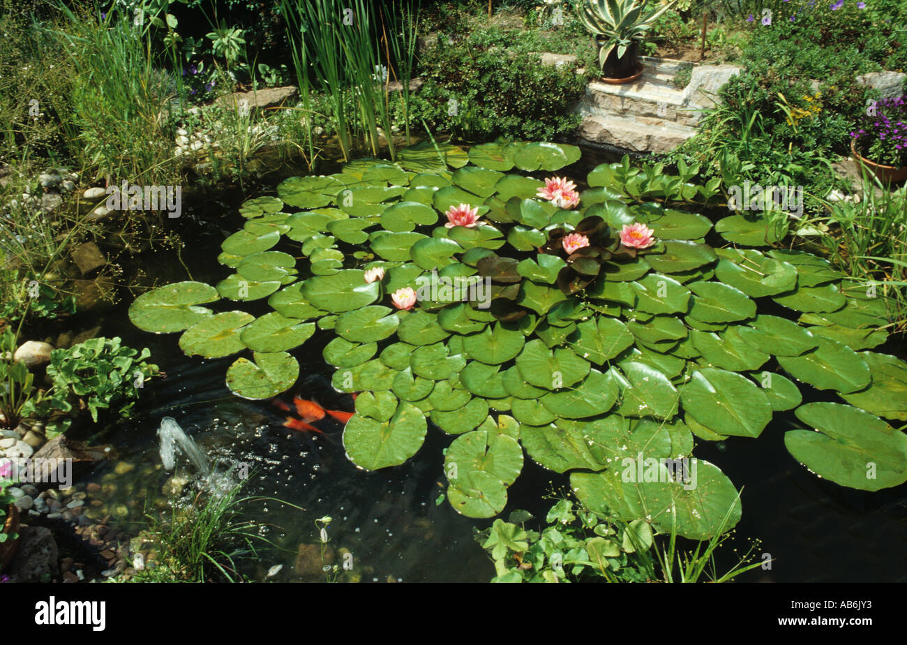 pond with goldfishes and water lilies Stock Photo