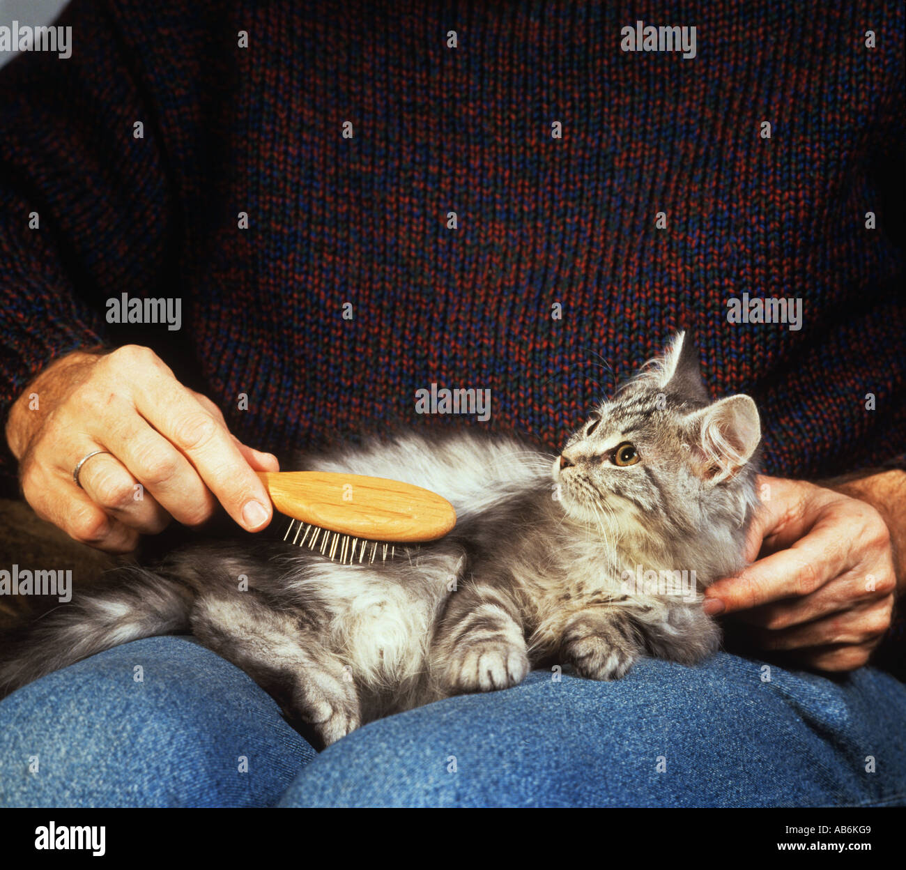 cat being brushed Stock Photo Alamy