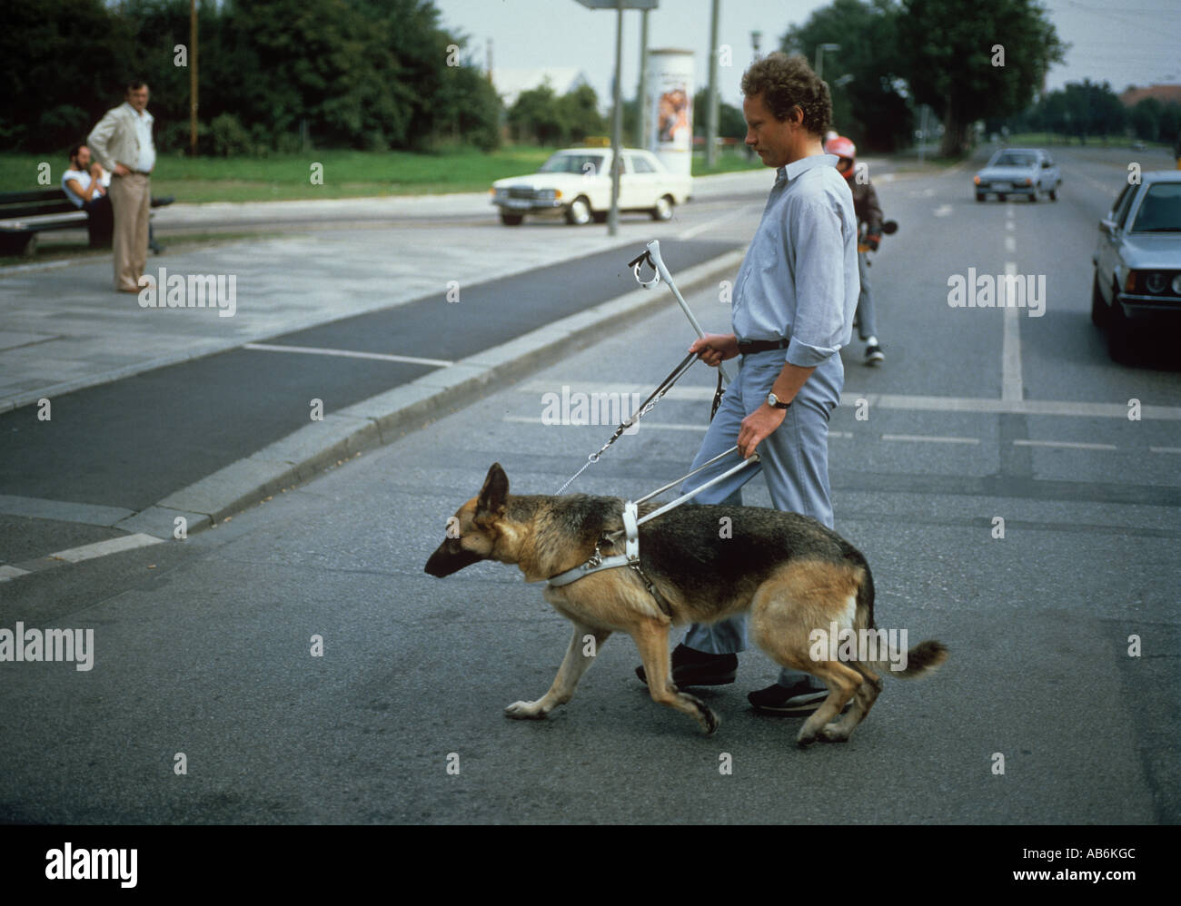 Blind man lead by his guide dog crossing a street Stock Photo Alamy
