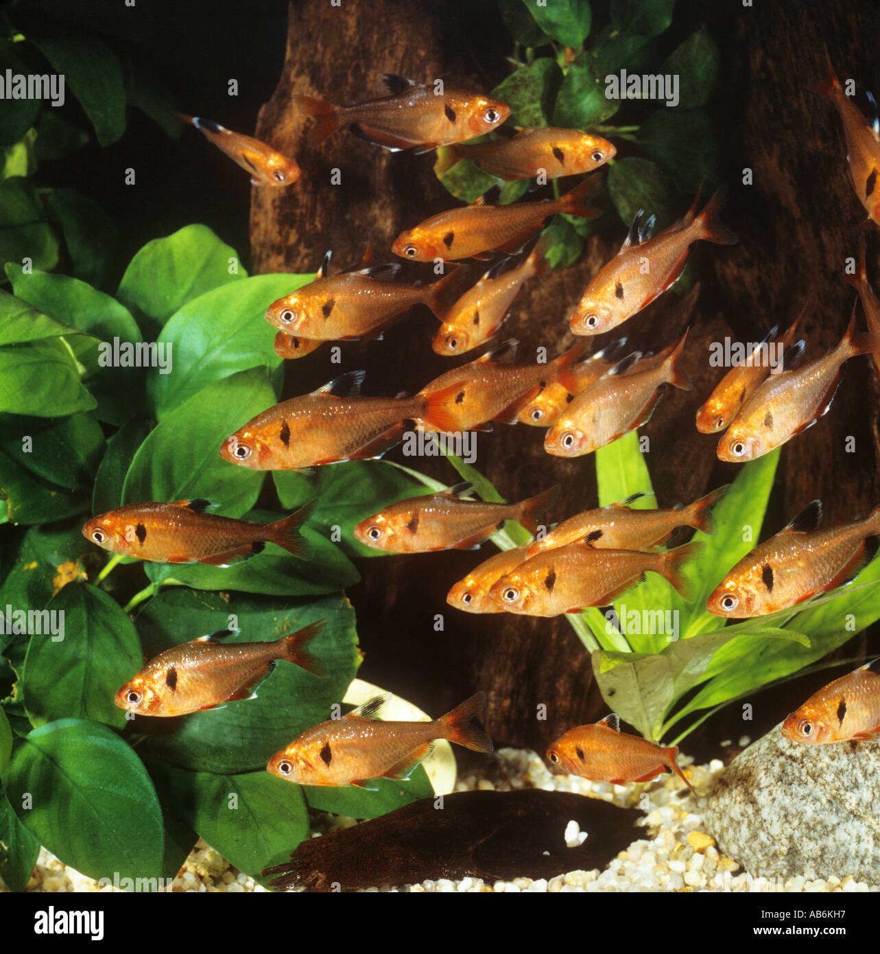 shoal of serpae tetras / Hyphessobrycon serpae Stock Photo