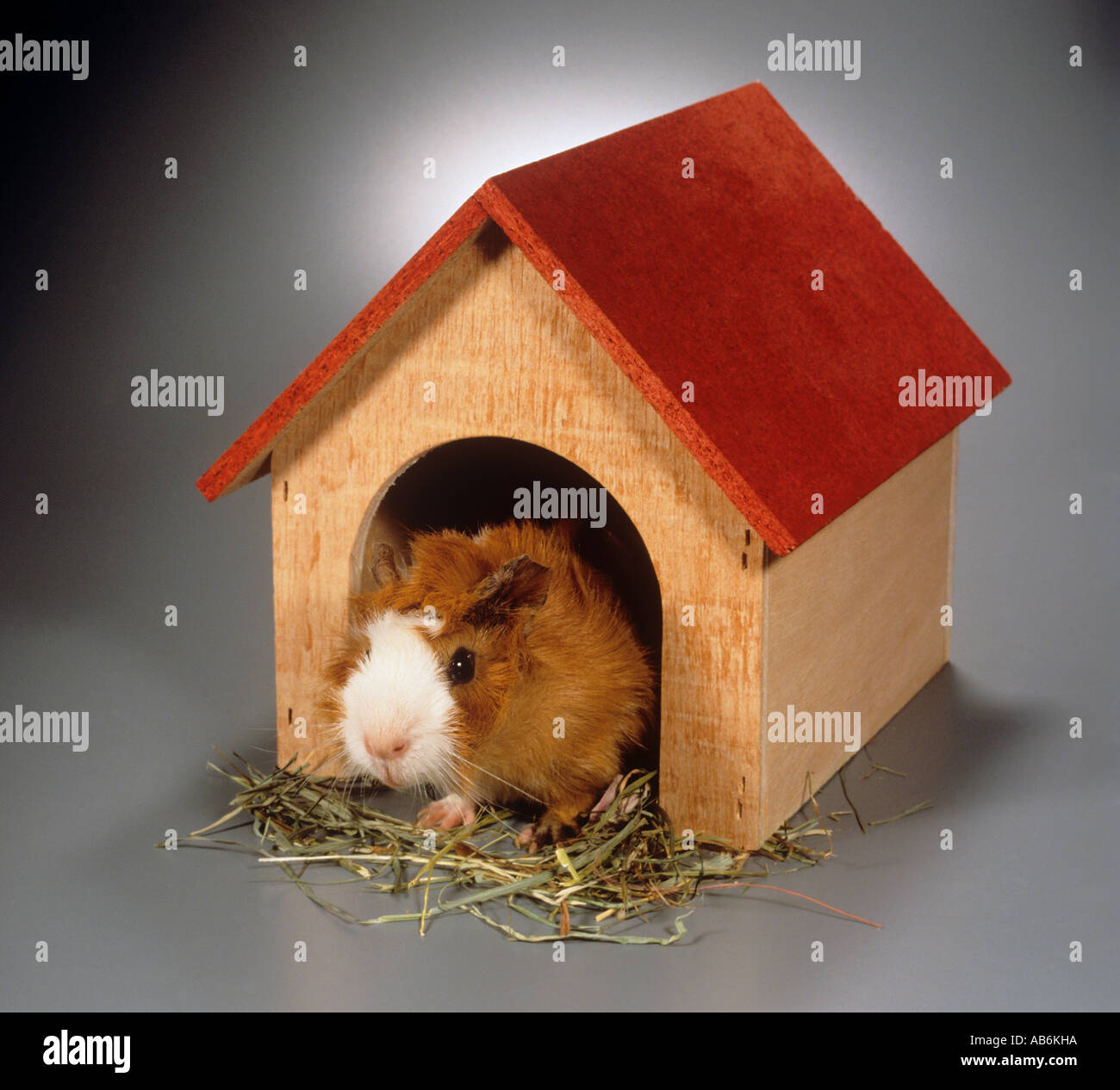 guinea pig in house Stock Photo Alamy