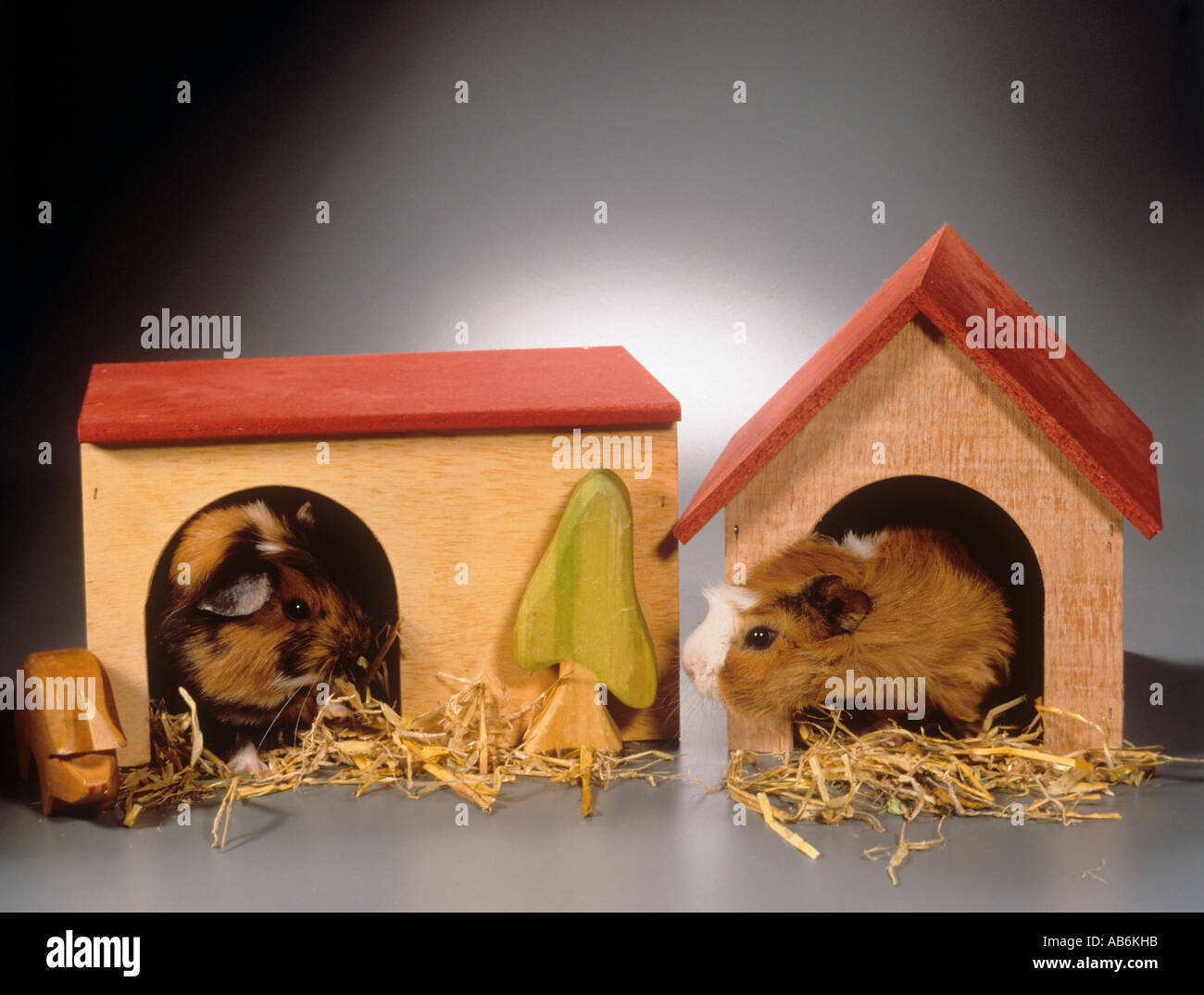 two guinea pigs in house Stock Photo Alamy