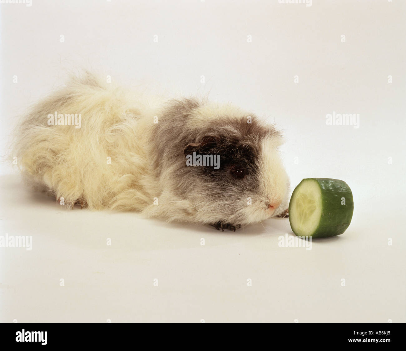 Picture of guinea pig with cucumber / Cavia spp Stock Photo - Alamy