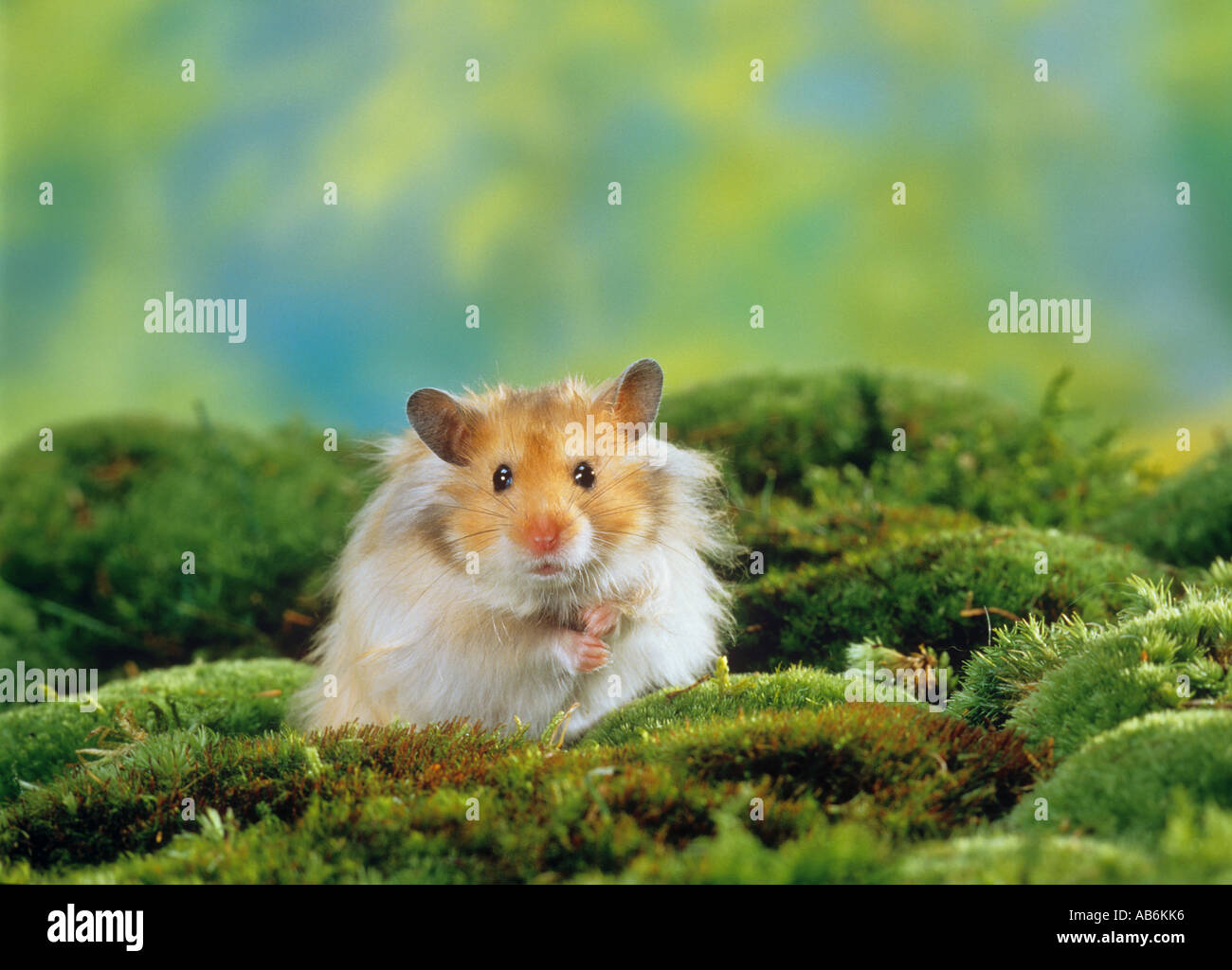 young longhaired hamster between moss Stock Photo Alamy