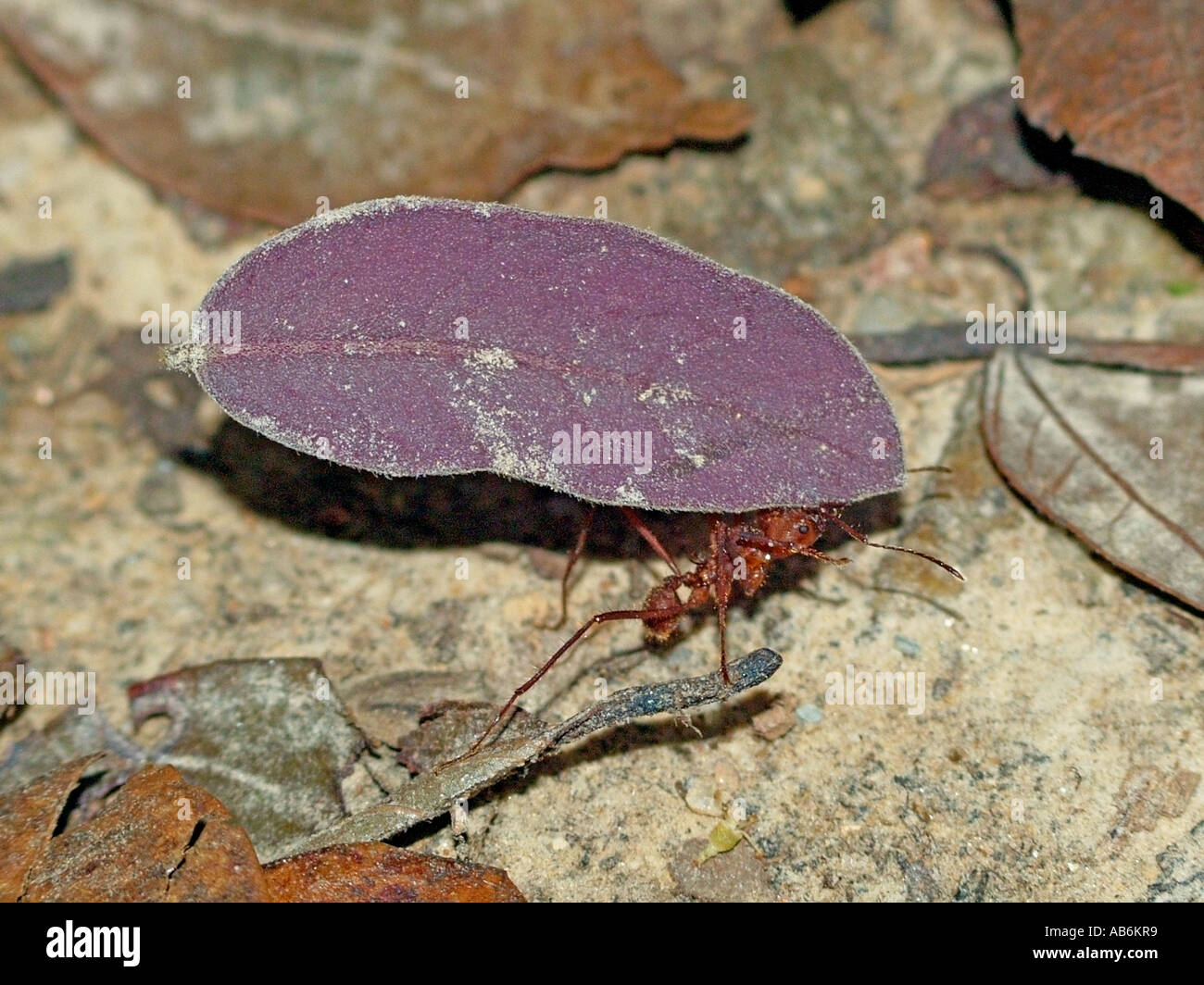 Leaf Cutter Ant  ( Atta cephalotes ) carrying a leaf - Trinidad tropical rainforest Stock Photo