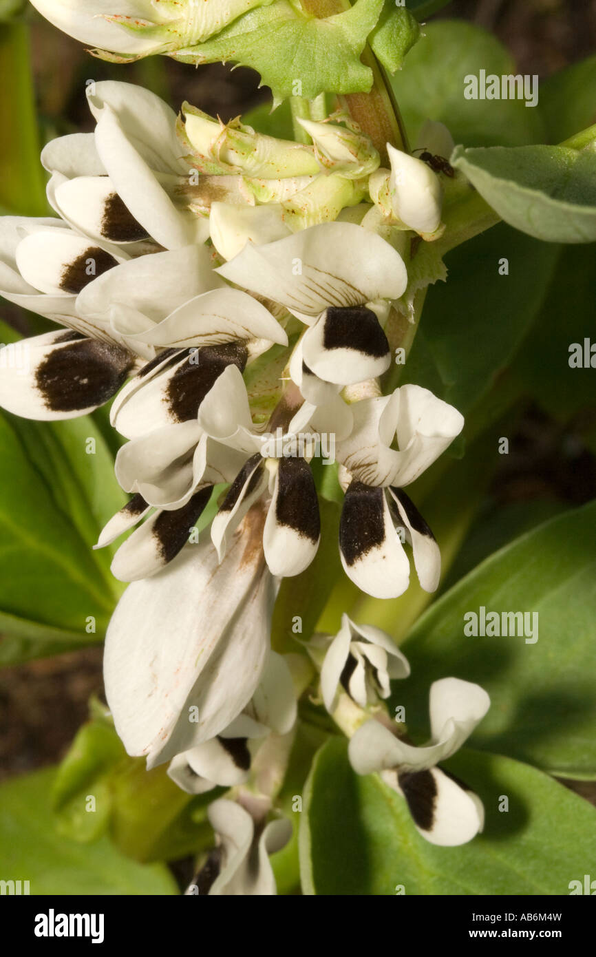 Broad bean crop hi-res stock photography and images - Alamy