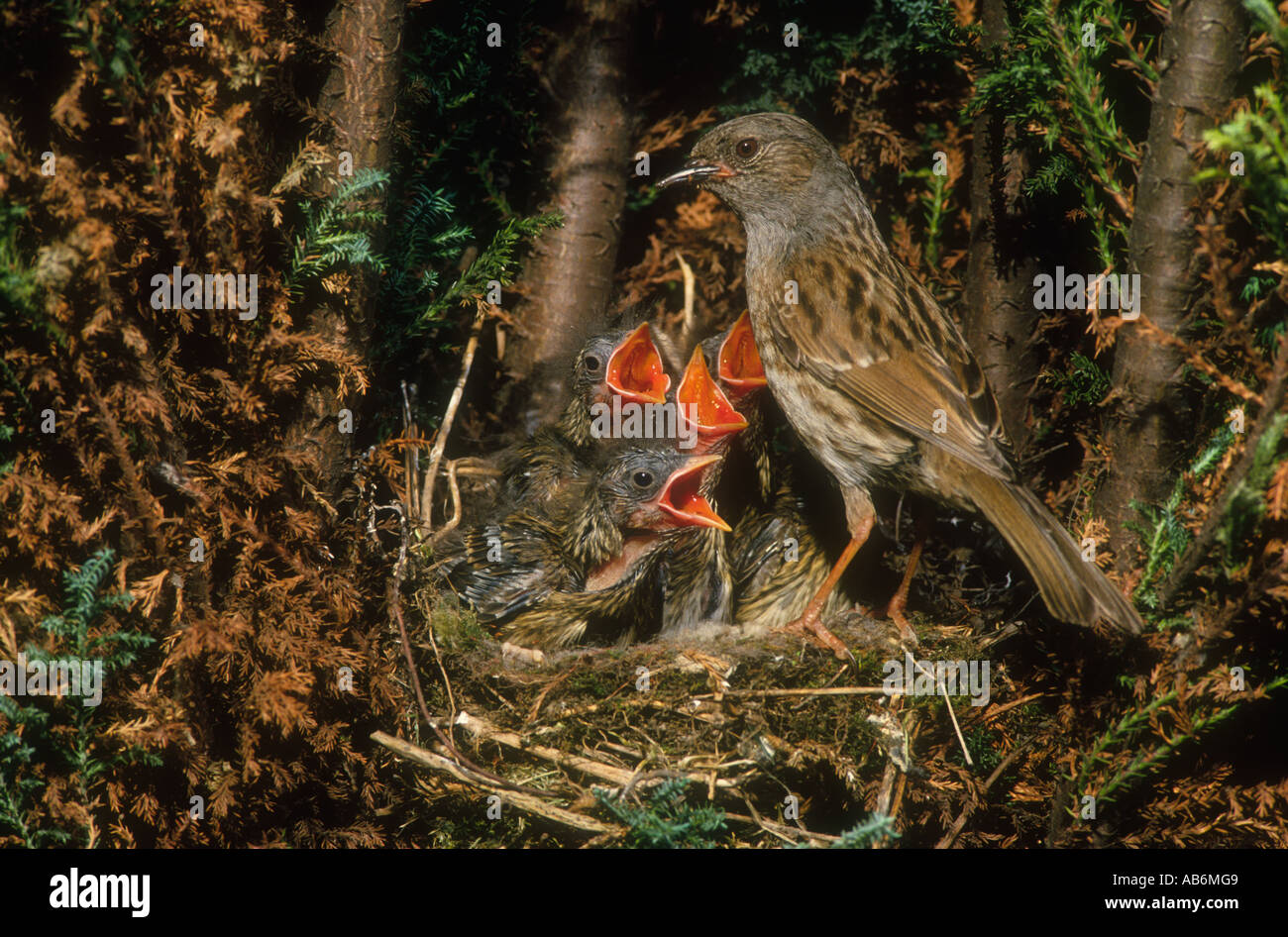 Dunnock (Hedge Accentor) Prunella modularis, adult at nest with chicks in conifir, South Yokshire, England. Stock Photo