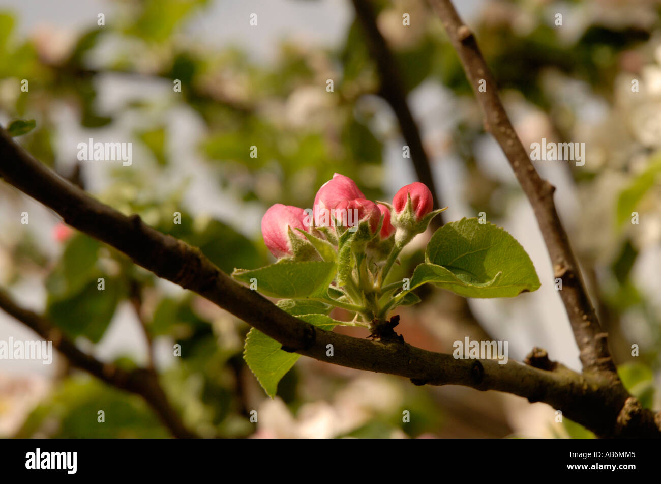 Apple tree in bloom Stock Photo