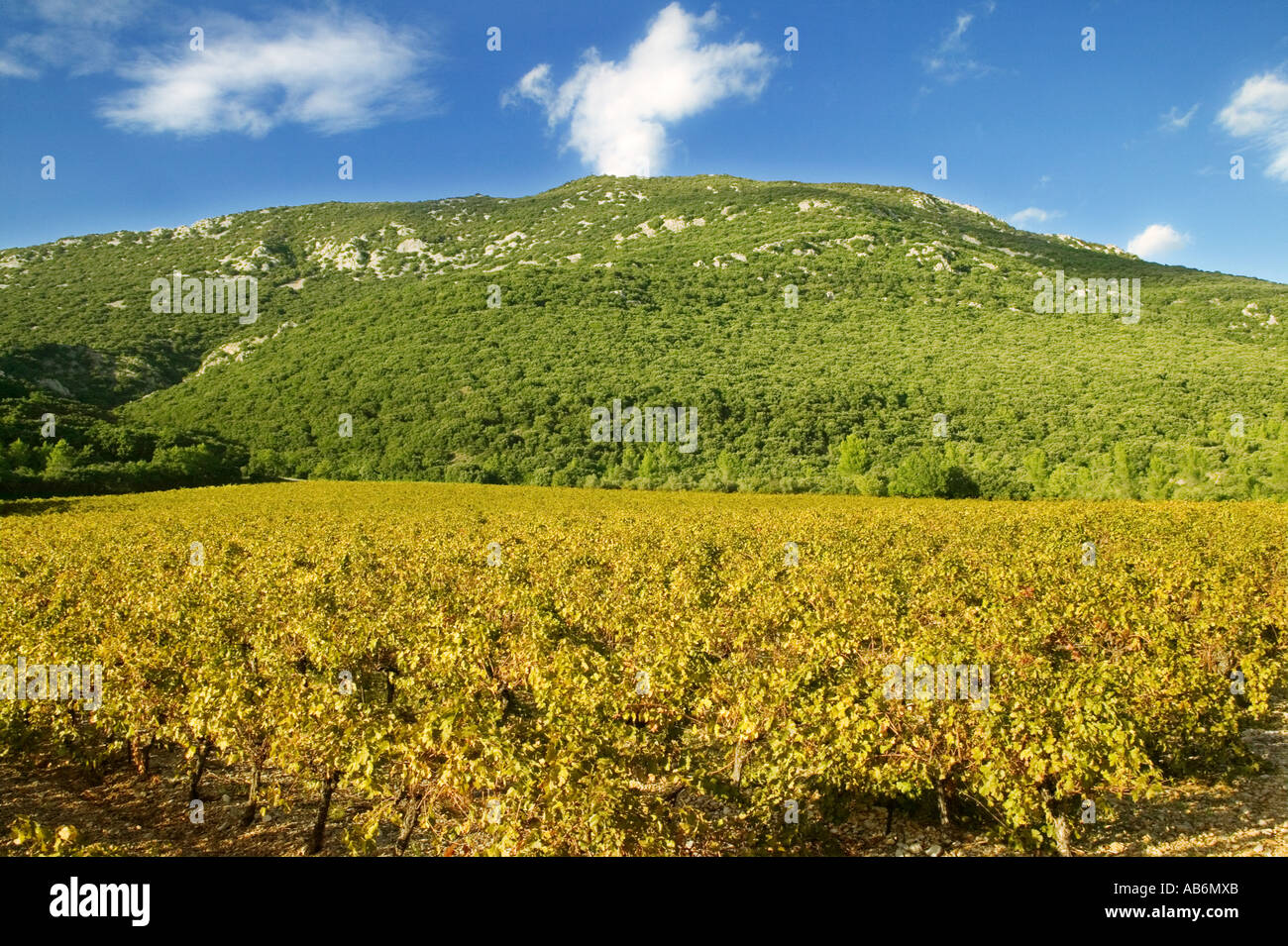 Wineyard - Pic Saint-Loup - Herault - Languedoc-Roussillon - France Stock Photo