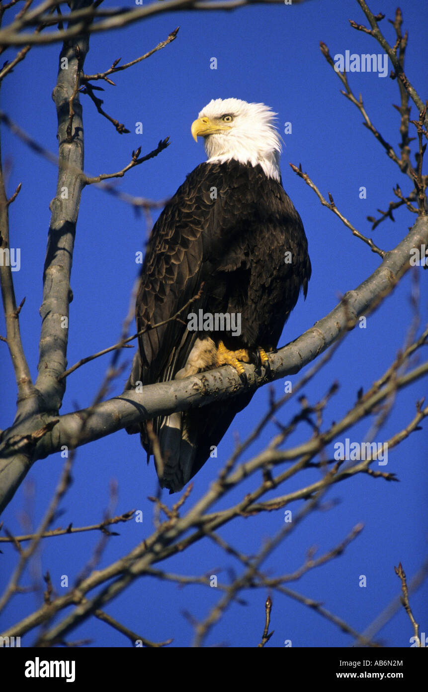 Bald eagle in British Columbia Canada North America Stock Photo