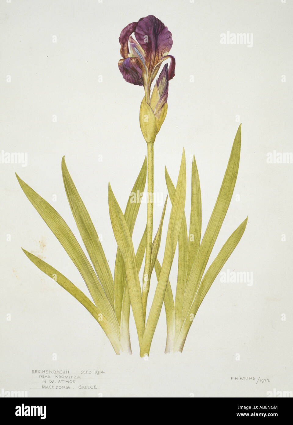 Iris reichenbachii small bearded alpine Iris Stock Photo
