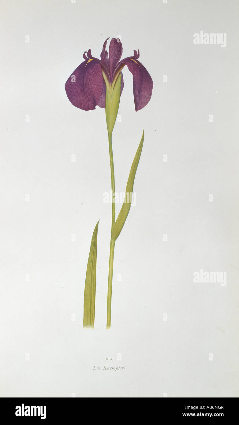 Iris kaempferi Japanese iris Stock Photo