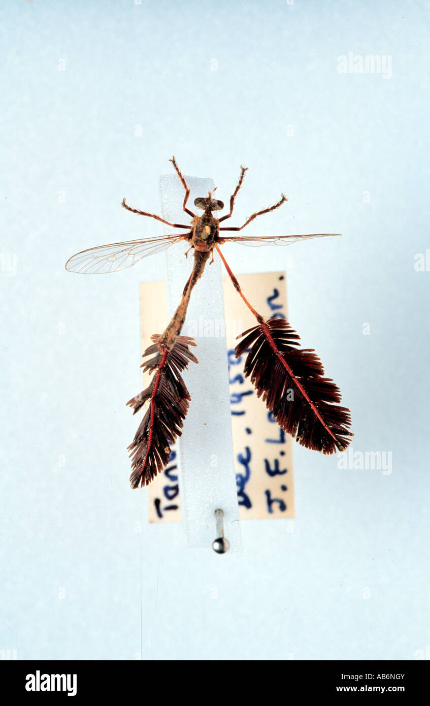 Mallophora infernalis robber flies Stock Photo