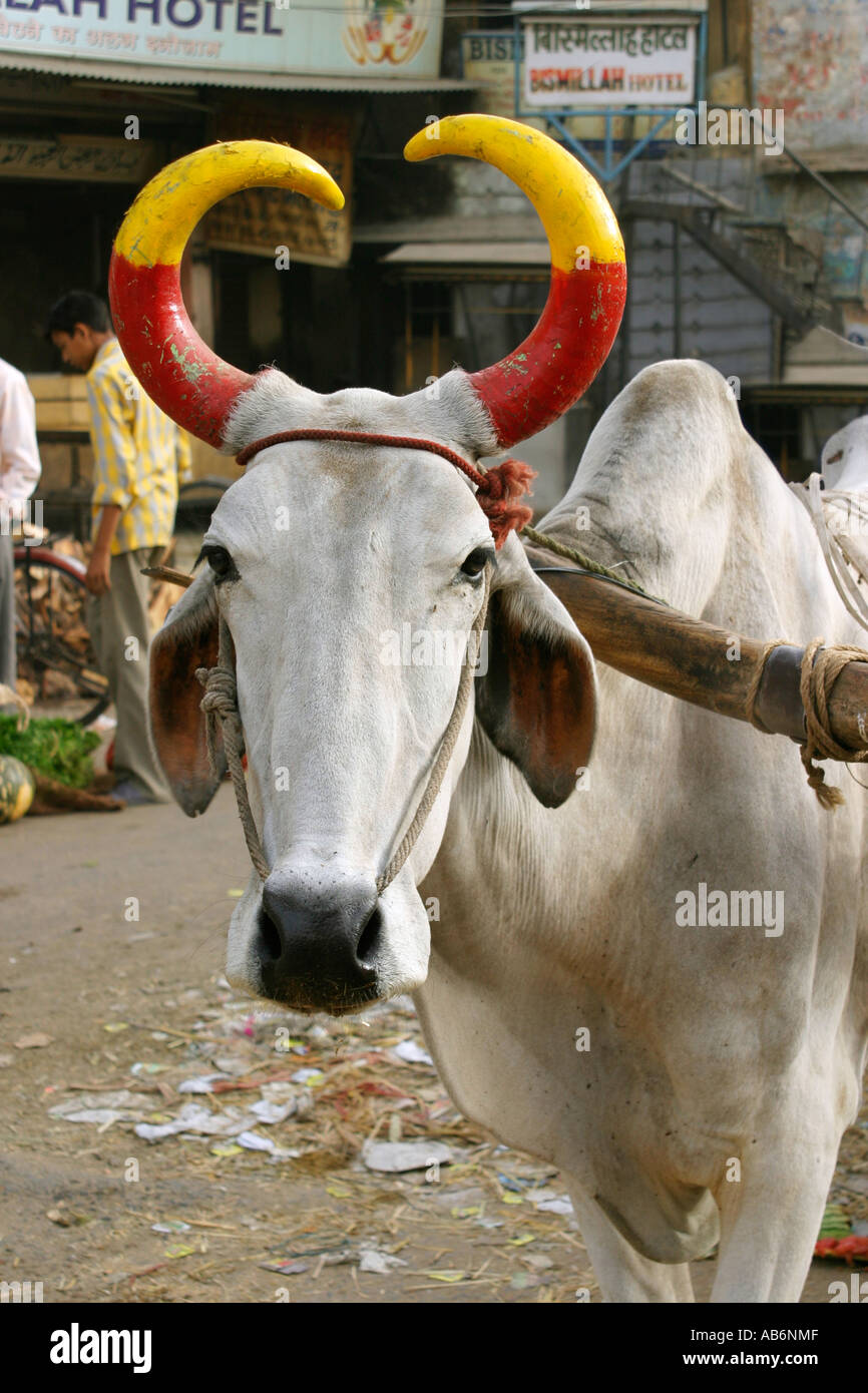 Why do the Mongols paint the horns of animals 61 Why do the Mongols paint the horns of animals 46