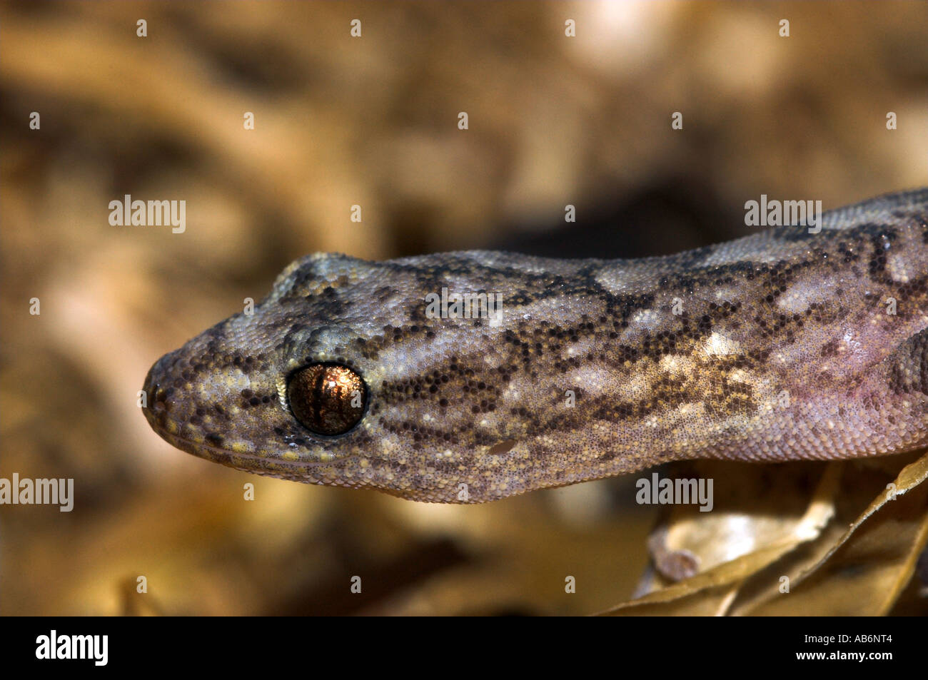 marbled gecko Stock Photo