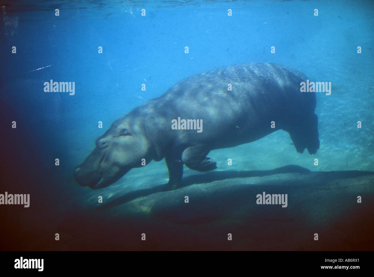 Hippopotamus Nile Hippo Stock Photo Alamy