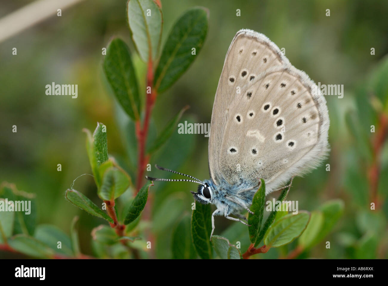 Alcon Blue (Maculinea alcon Stock Photo Alamy