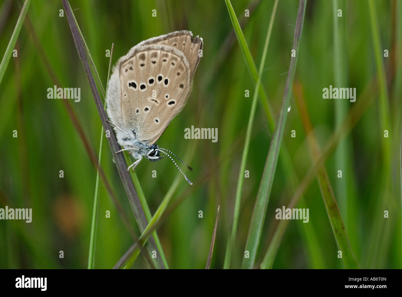Alcon Blue (Maculinea alcon Stock Photo Alamy