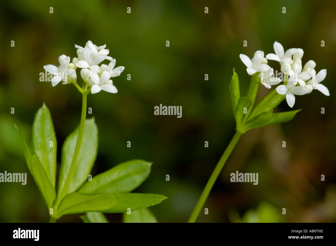 Woodruff Galium odoratum Stock Photo