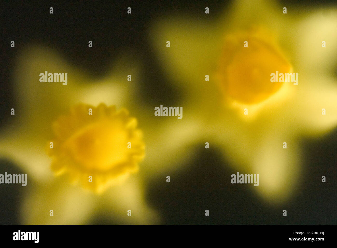 Yellow daffodils shot against black background under frosted glass Stock Photo