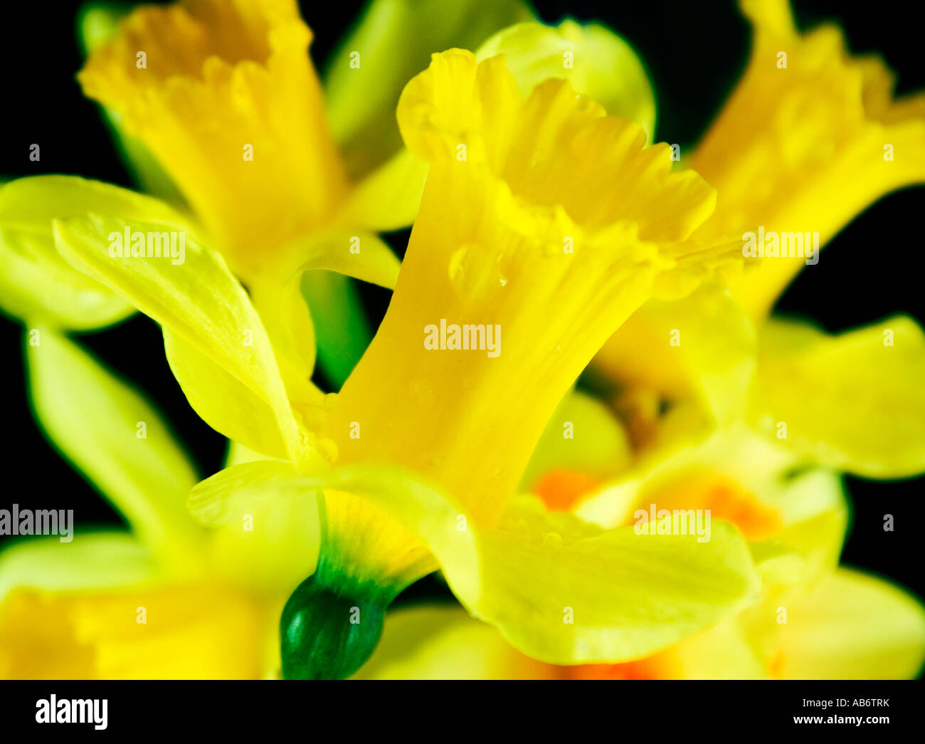 Yellow daffodils shot against black background Stock Photo