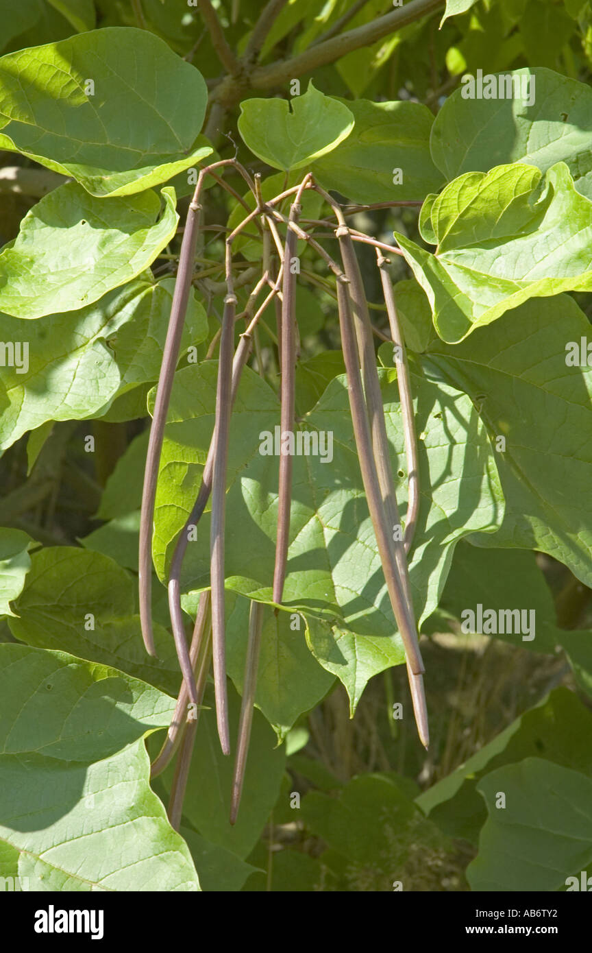 Seed pods of the Indian Bean Tree, Catalpa bignonioides Stock Photo 7312561 Alamy