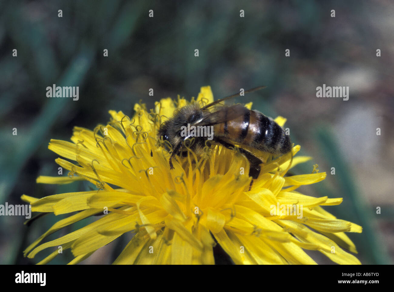 Bee Honey Bee USA Stock Photo Alamy
