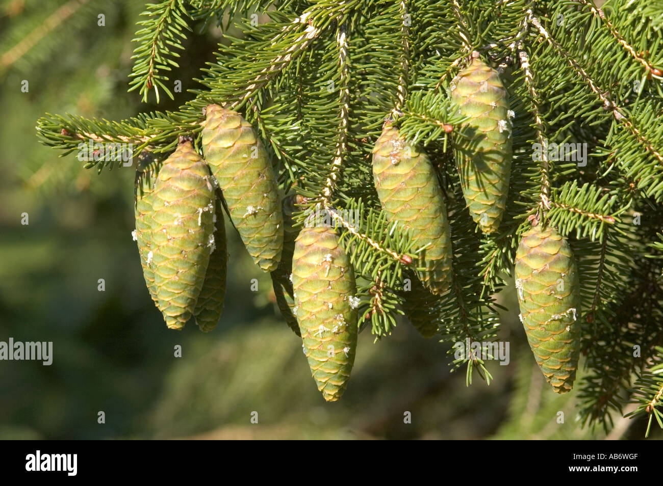 Cones of the Wilson's Spruce Picea wilsonii Stock Photo