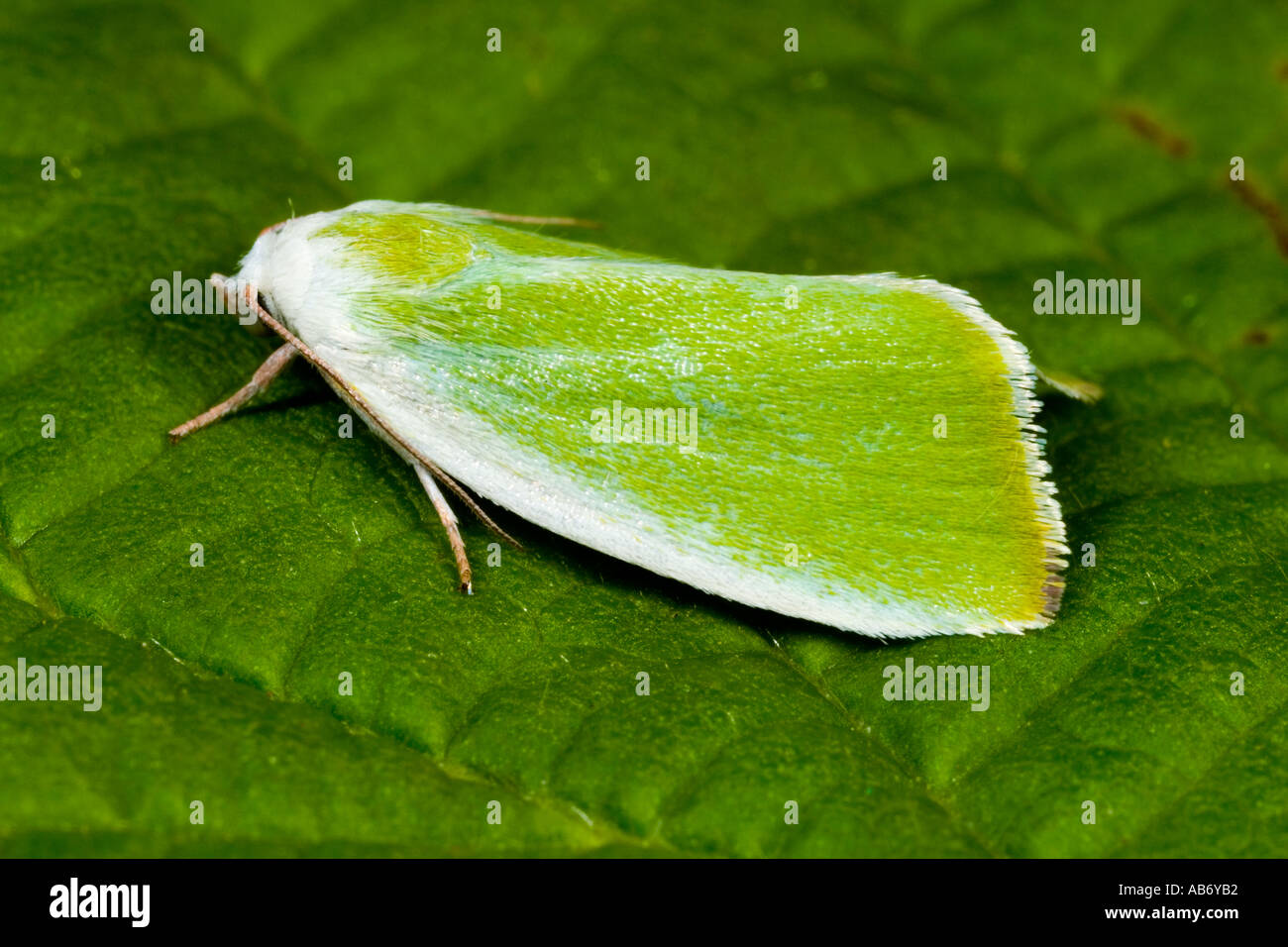 Cream bordered Green Pea Earias clorana at rest on leaf potton bedfordshire Stock Photo
